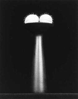 Robert Mapplethorpe - Cactus