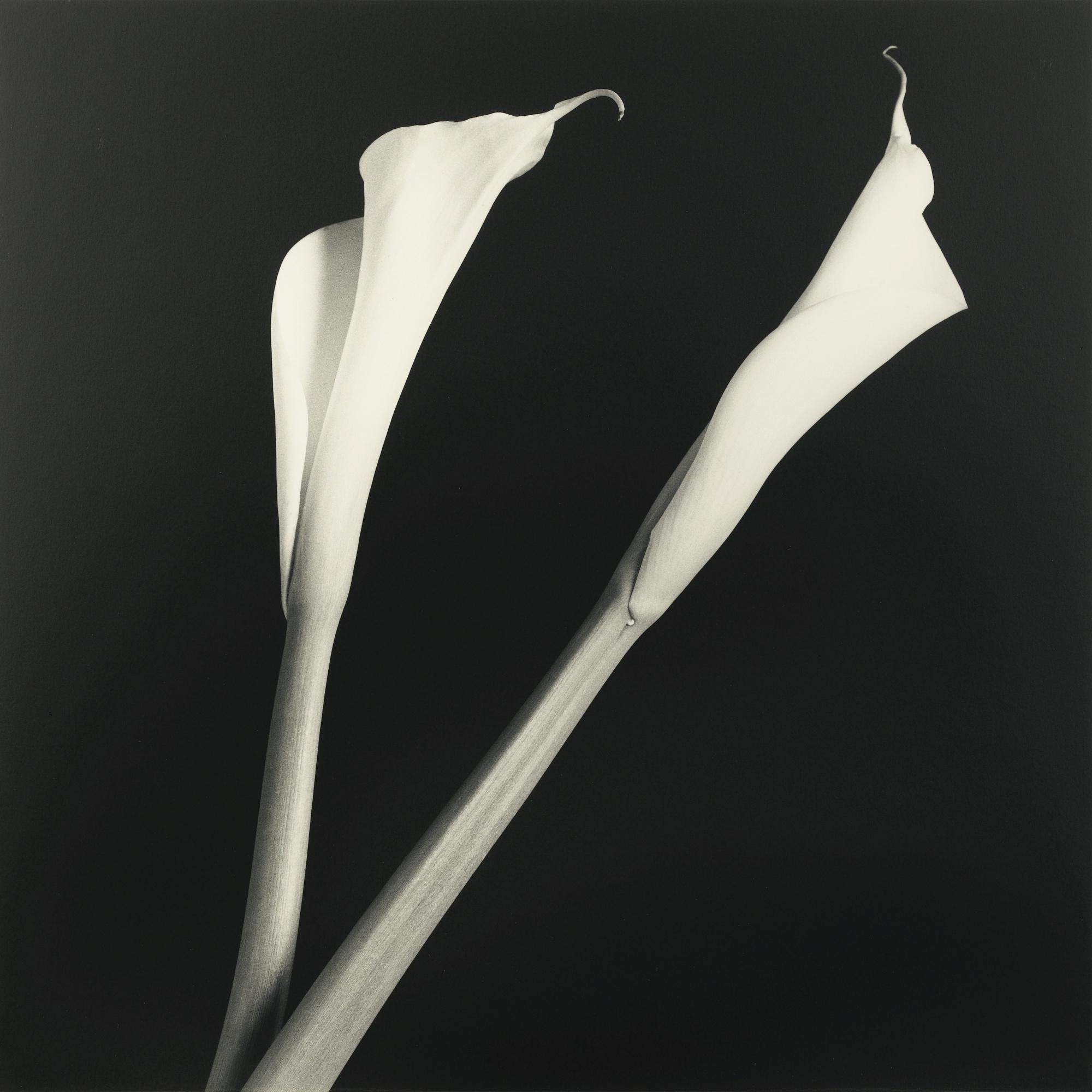 Camilia main image 1