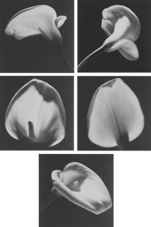Robert Mapplethorpe - Calla Lilly Studies (#1-5)