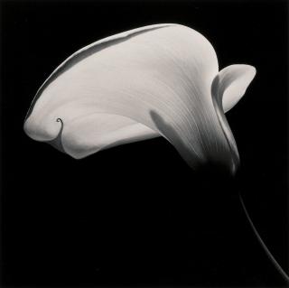 Robert Mapplethorpe - Calla Lily, 1984