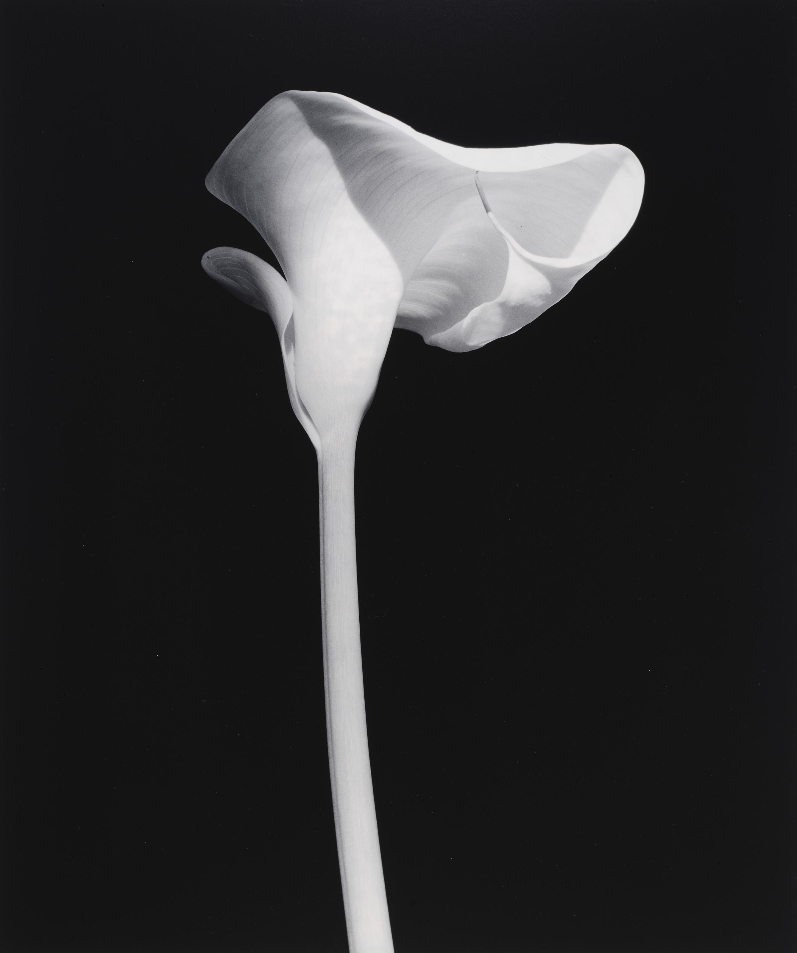 Robert Mapplethorpe - Calla Lily, 1987