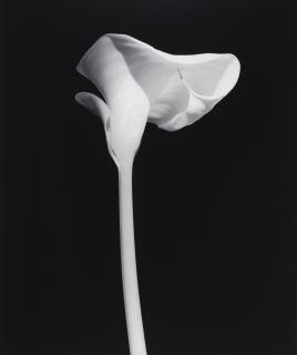 Robert Mapplethorpe - Calla Lily, 1987