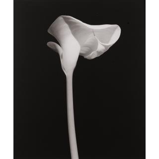 Robert Mapplethorpe - Calla Lily, 1987
