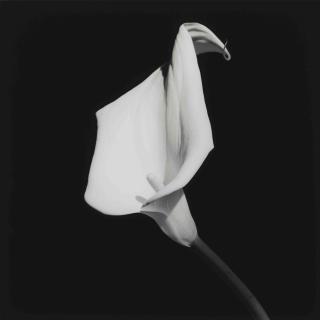 Robert Mapplethorpe - Calla Lily, 1987