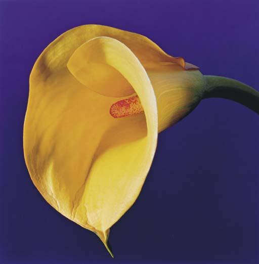 Robert Mapplethorpe - Calla Lily, 1987