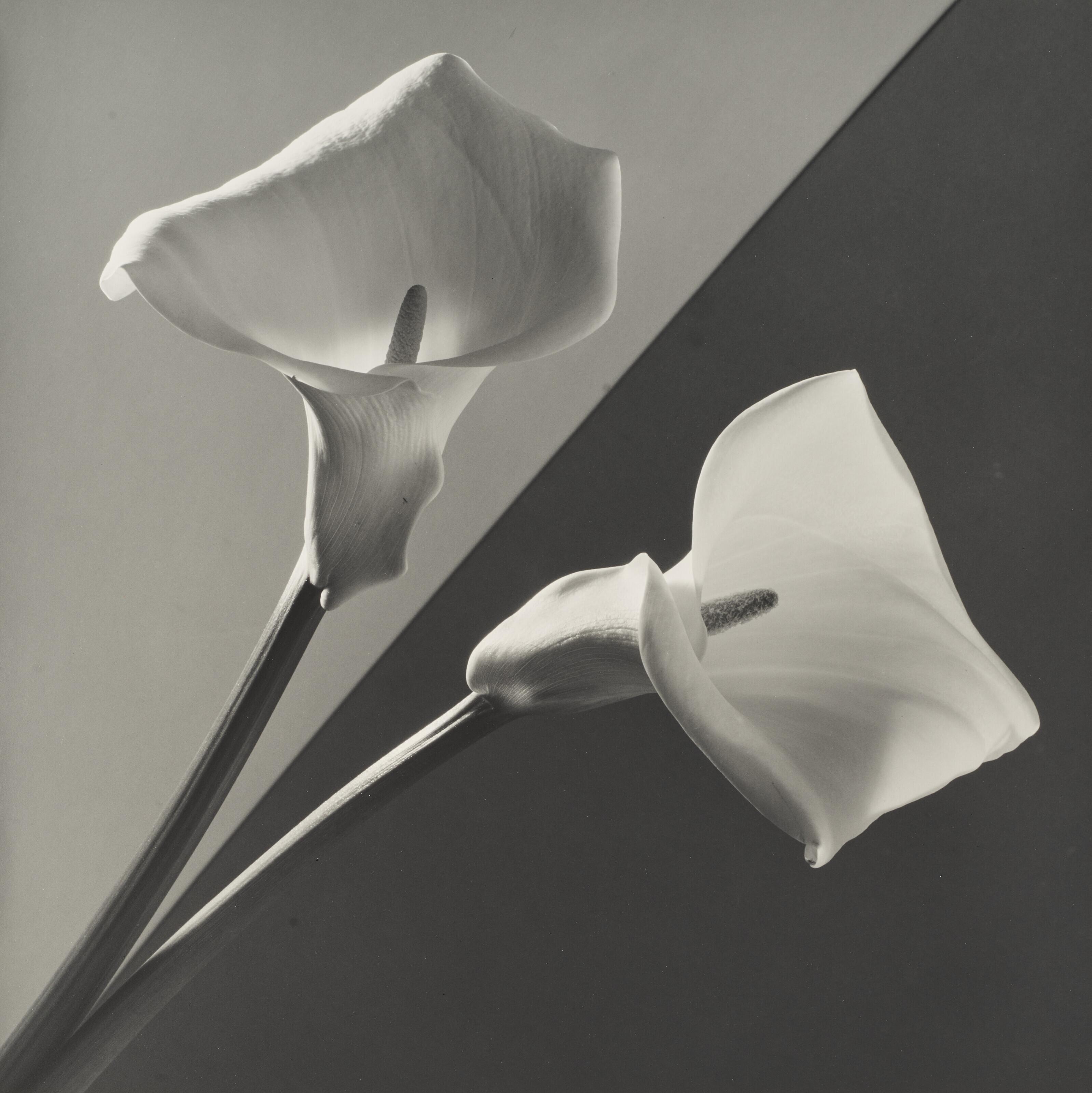 Robert Mapplethorpe - Calla Lily, 1988