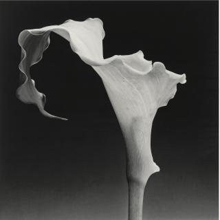 Robert Mapplethorpe - Calla Lily, 1988
