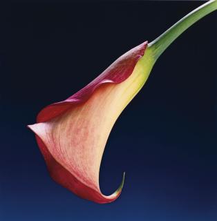 Robert Mapplethorpe - ‘Calla Lily’, 1988