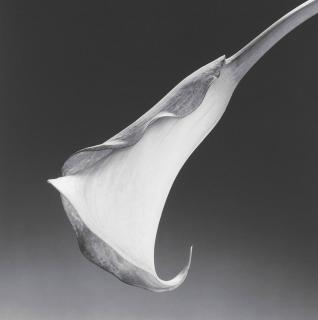 Robert Mapplethorpe - Calla Lily, 1988