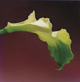 Robert Mapplethorpe - Calla Lily, 1988