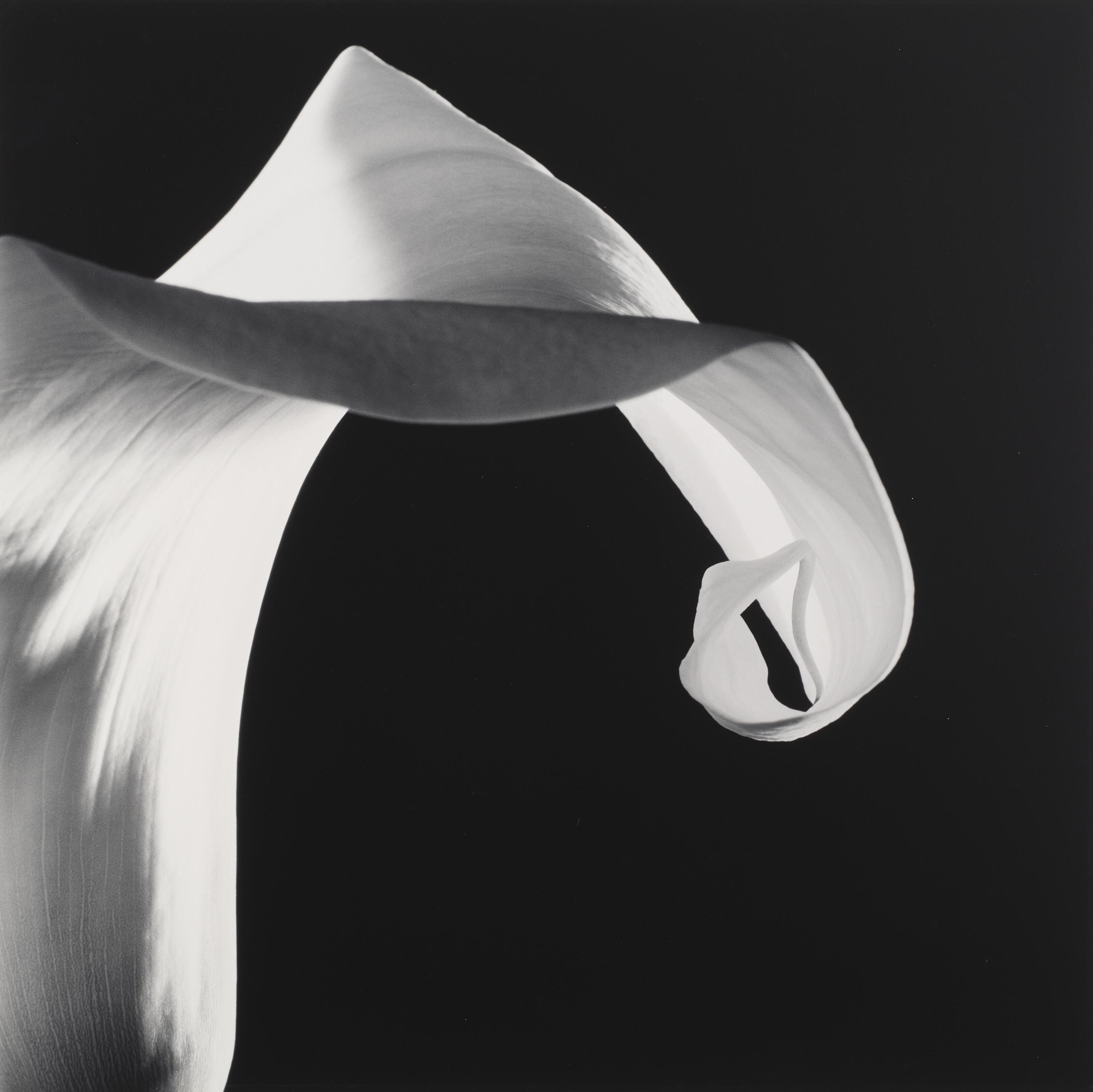 Robert Mapplethorpe - Calla Lily