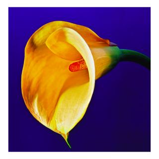 Robert Mapplethorpe - \'Calla Lily\'