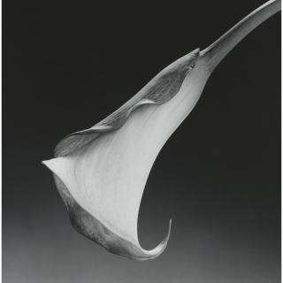 Robert Mapplethorpe - Calla Lily