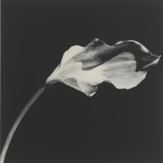 Robert Mapplethorpe - \'Calla Lily\'