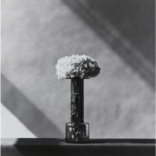 Robert Mapplethorpe - Carnations