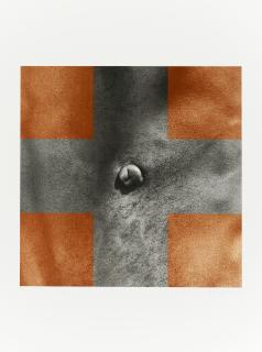 Robert Mapplethorpe - Cross