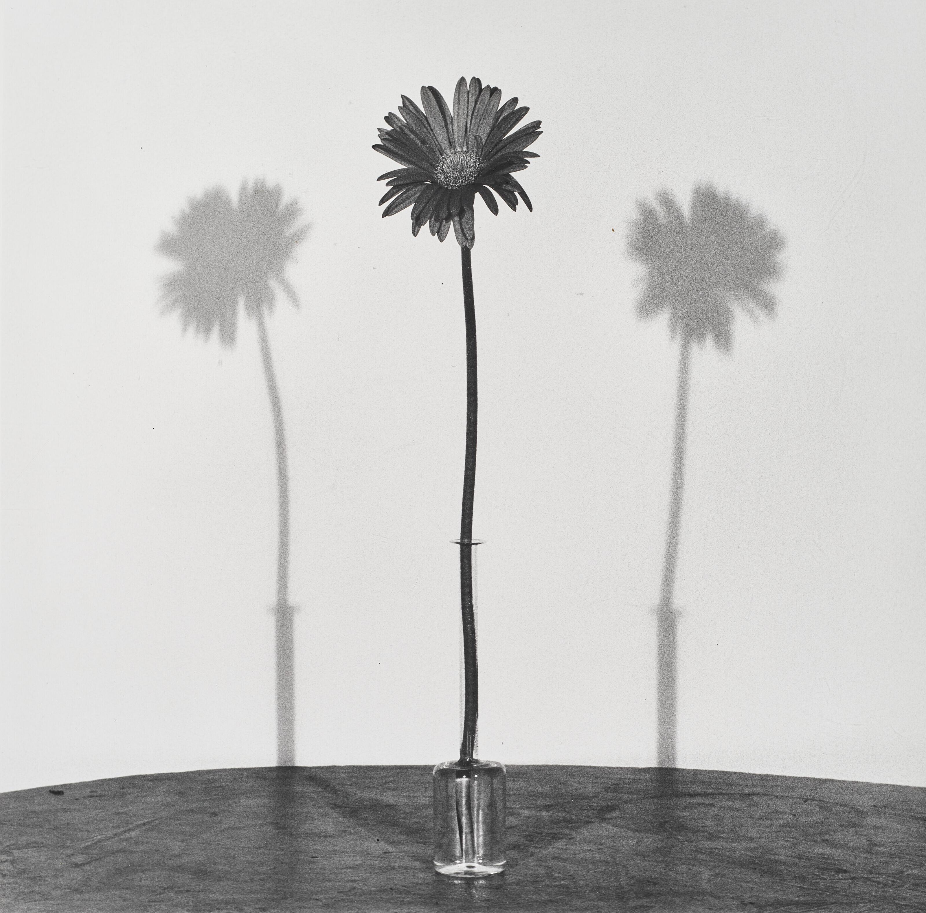 Robert Mapplethorpe - Daisy, 1979