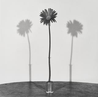Robert Mapplethorpe - Daisy, 1979