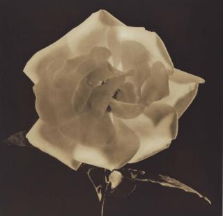 Robert Mapplethorpe - Dark Sepia Rose from Flowers, 1988