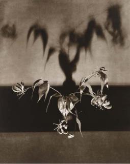 Robert Mapplethorpe - Dying Lilies, 1988