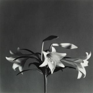 Robert Mapplethorpe - Easter Lilies, 1979