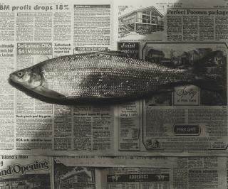 Robert Mapplethorpe - Fish