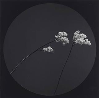 Robert Mapplethorpe - Flower, 1984