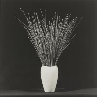 Robert Mapplethorpe - \'Flower\'