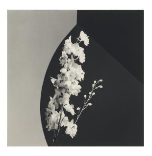Robert Mapplethorpe - Flower