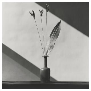 Robert Mapplethorpe - Flower
