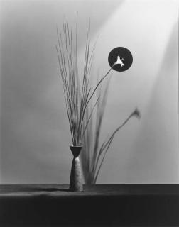 Robert Mapplethorpe - Flower