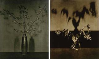 Robert Mapplethorpe - Flowers, 1984