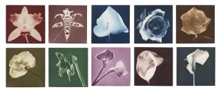 Robert Mapplethorpe - Flowers