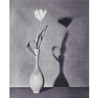 Robert Mapplethorpe - Flowers