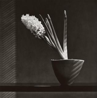 Robert Mapplethorpe - Hyacinth