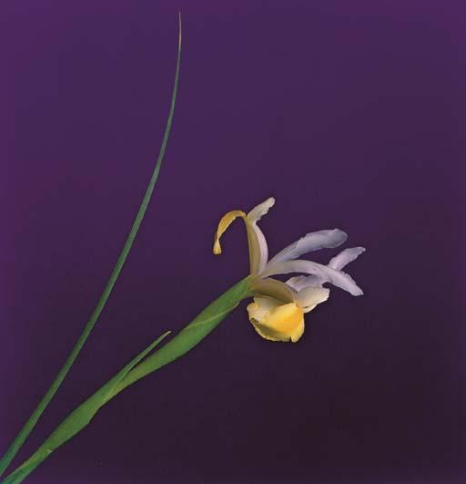 Robert Mapplethorpe - Iris, 1989