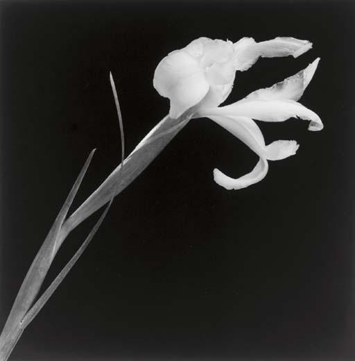 Robert Mapplethorpe - Iris