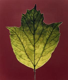 Robert Mapplethorpe - Leaf, 1987