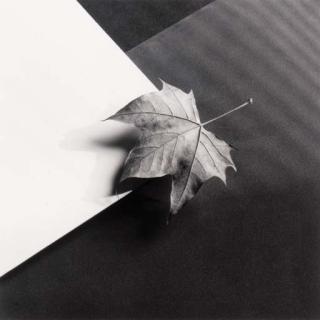 Robert Mapplethorpe - Leaf