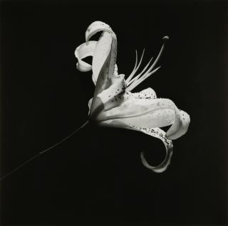 Robert Mapplethorpe - Lily, 1984