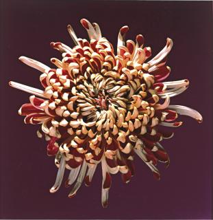 Robert Mapplethorpe - \'Mum\'