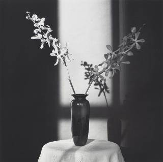 Robert Mapplethorpe - Orchid, 1980