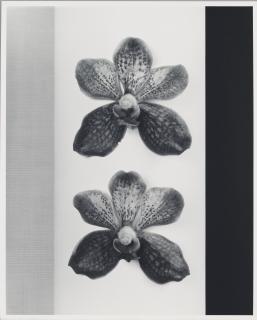 Robert Mapplethorpe - Orchid, 1985