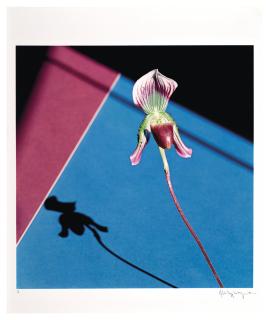 Robert Mapplethorpe - Orchid, 1986