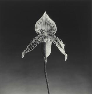 Robert Mapplethorpe - Orchid, 1987