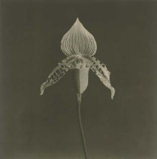Robert Mapplethorpe - Orchid, 1987