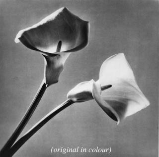 Robert Mapplethorpe - \'Orchid 1988\'