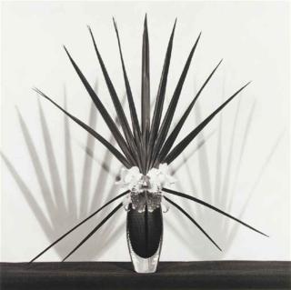Robert Mapplethorpe - Orchid With Palmetto Leaf, 1982