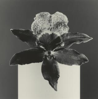 Robert Mapplethorpe - Orchid
