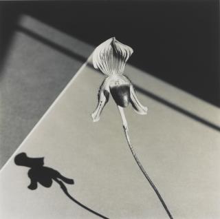 Robert Mapplethorpe - \'Orchid\'